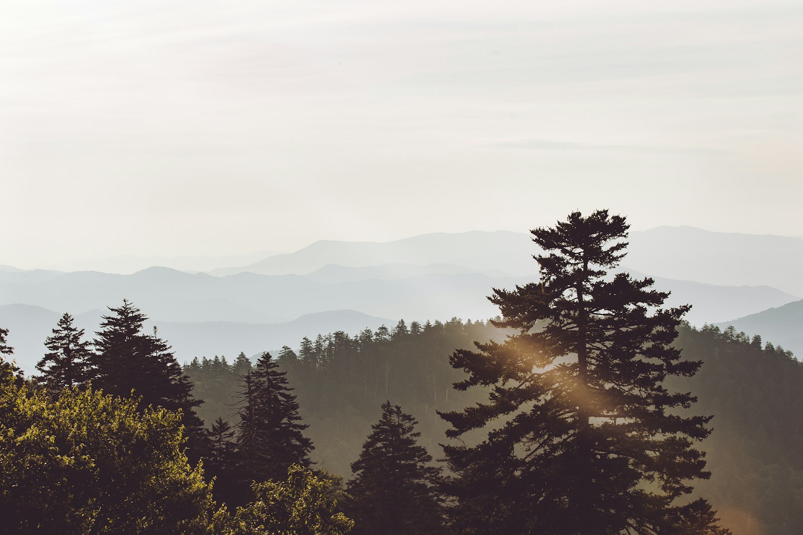 Canon EOS 7D Mark II + Canon EF 70-200mm F2.8L IS II USM sample photo. Scenery of trees and photography