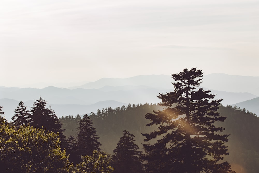 scenery of trees and mountain