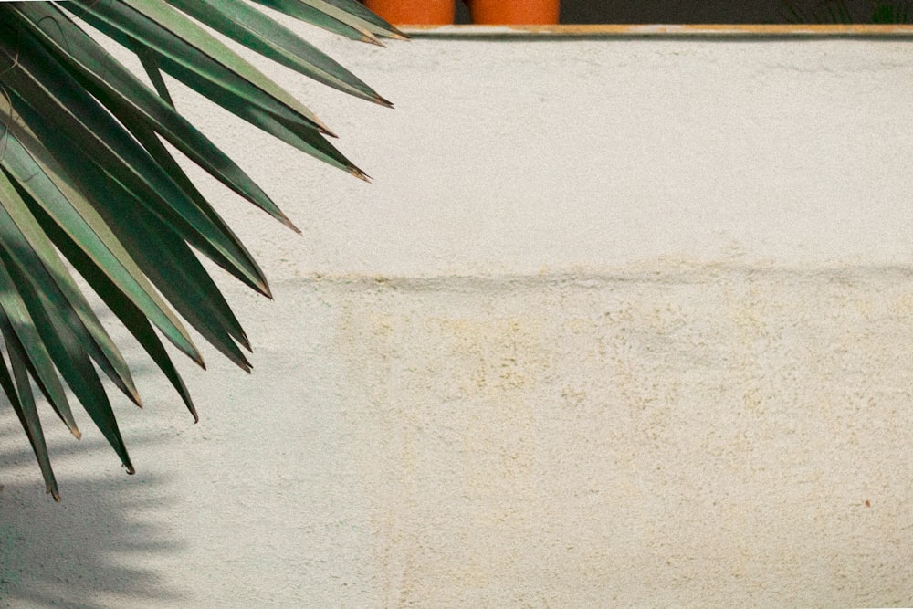 long green leafed near gray concrete wall