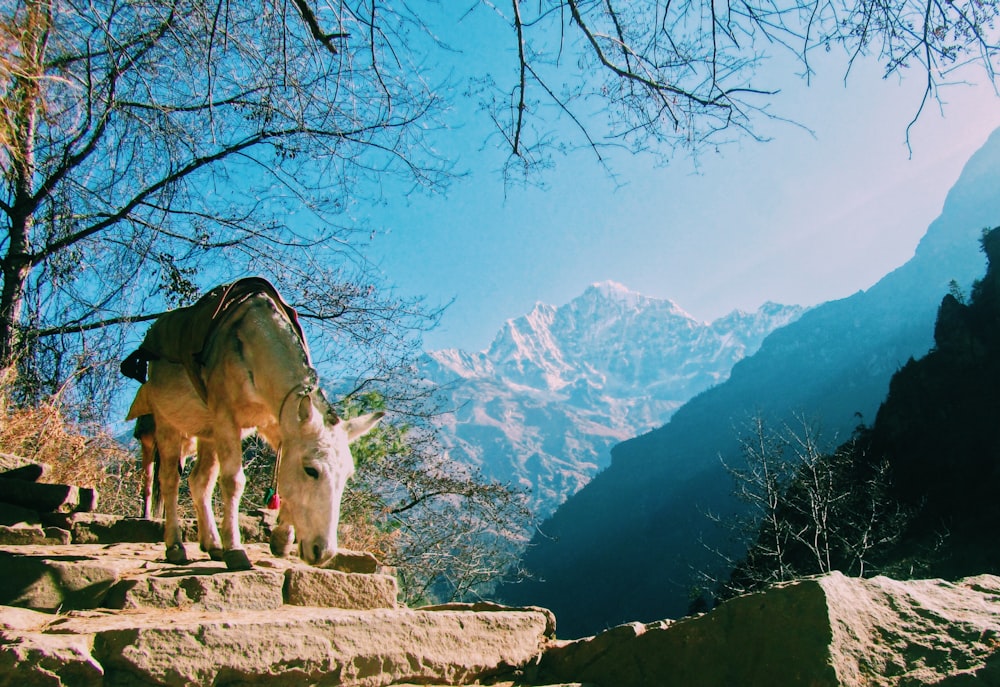 a couple of animals that are standing on some rocks