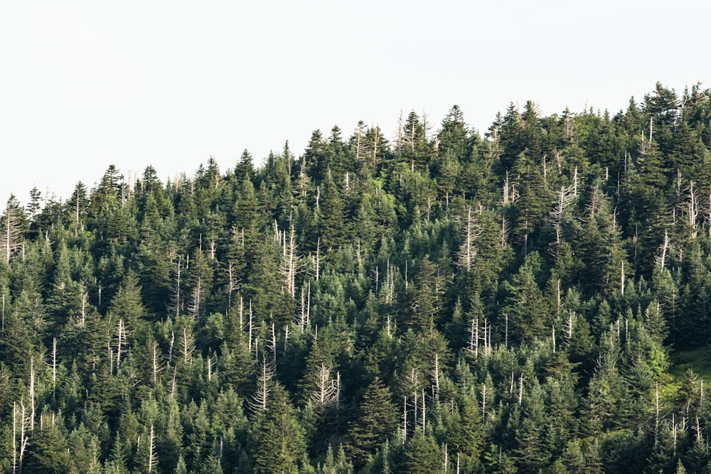 green pine trees