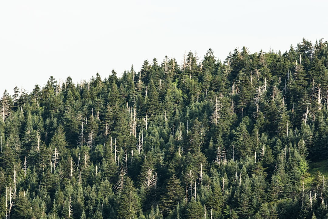 travelers stories about Tropical and subtropical coniferous forests in Great Smoky Mountains National Park, United States