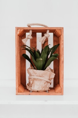 green plant in brown wooden crate
