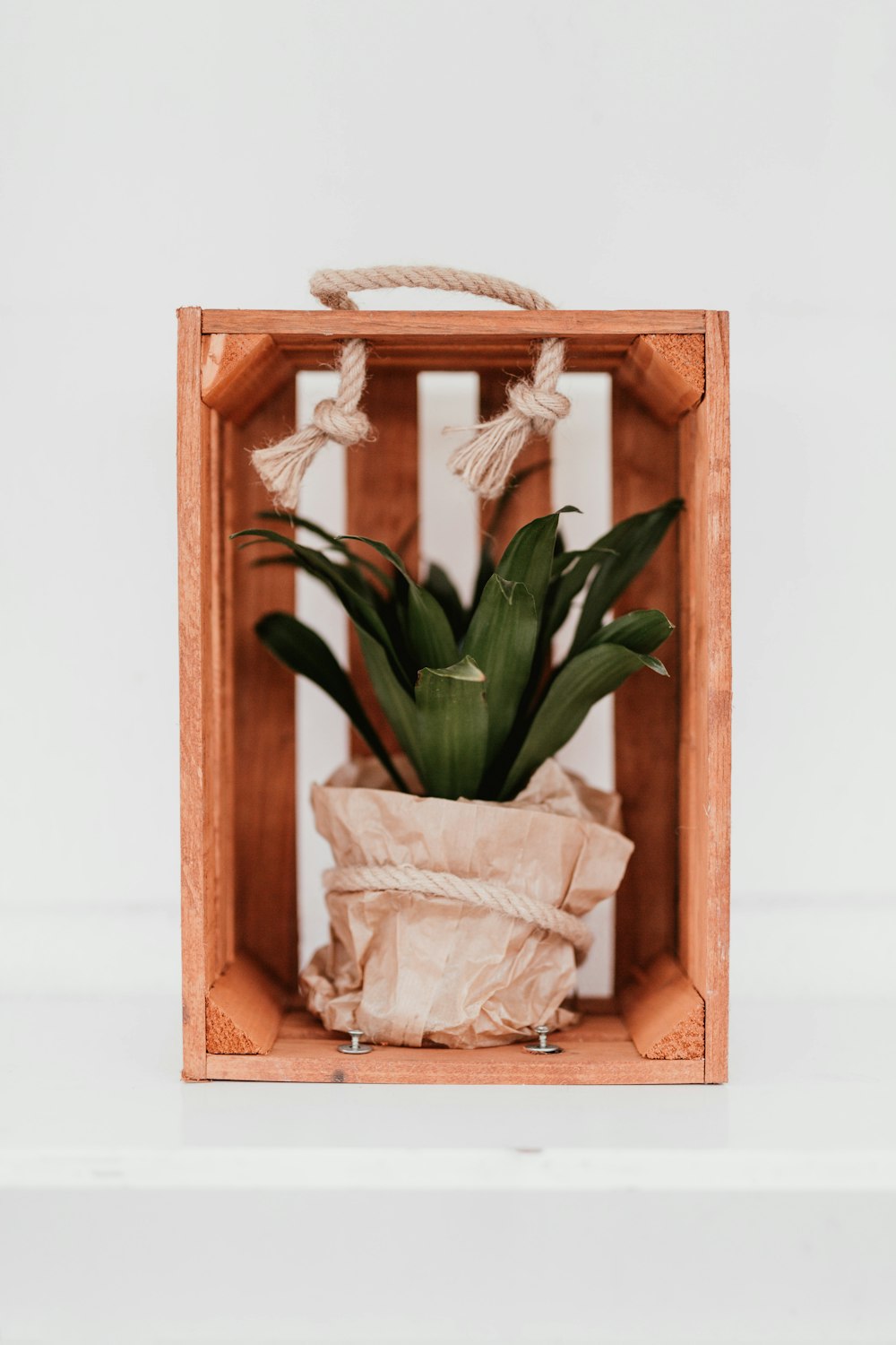green plant in brown wooden crate