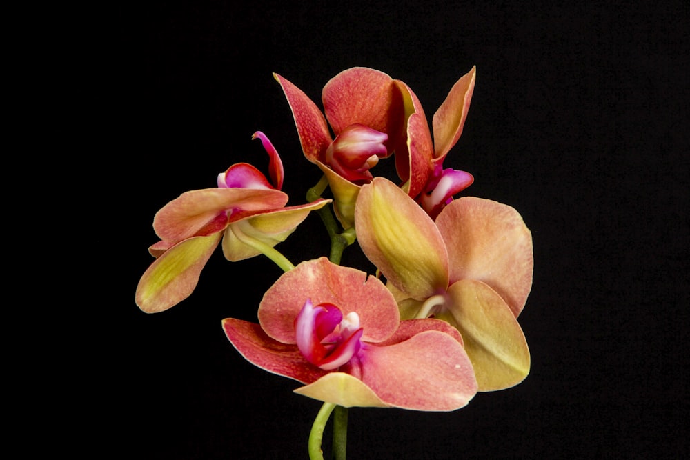 pink moth flower in closeup photography