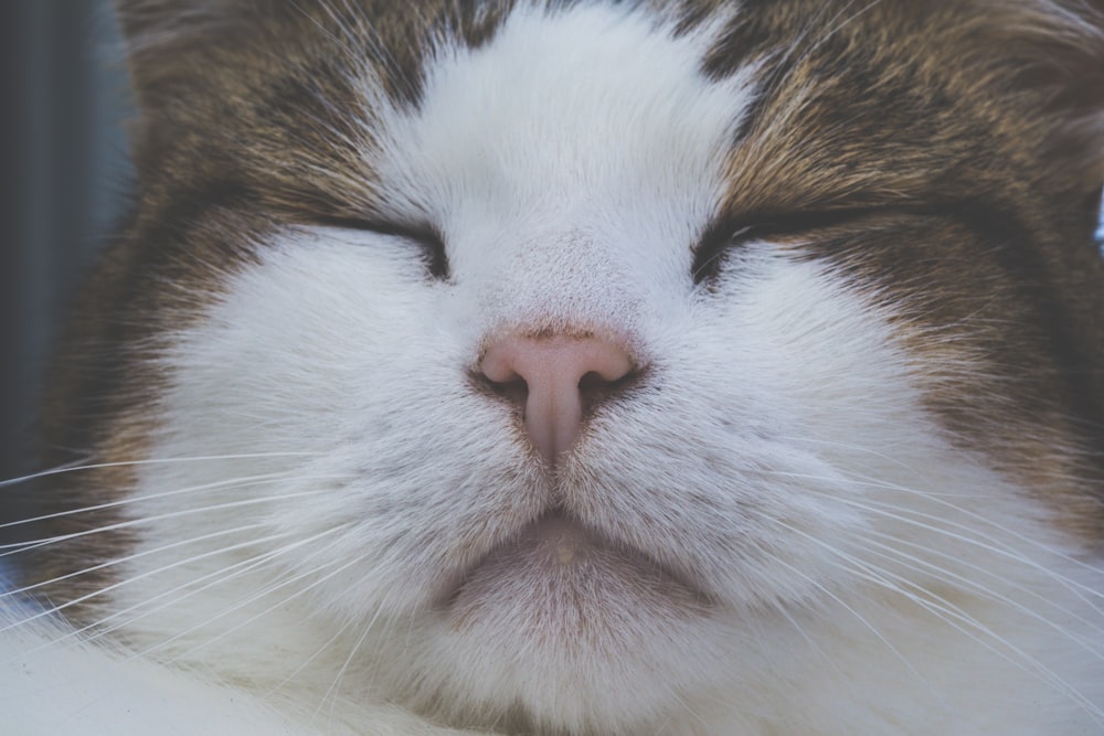 chat tigré brun et blanc