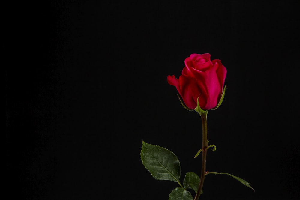 rosa roja con fondo negro