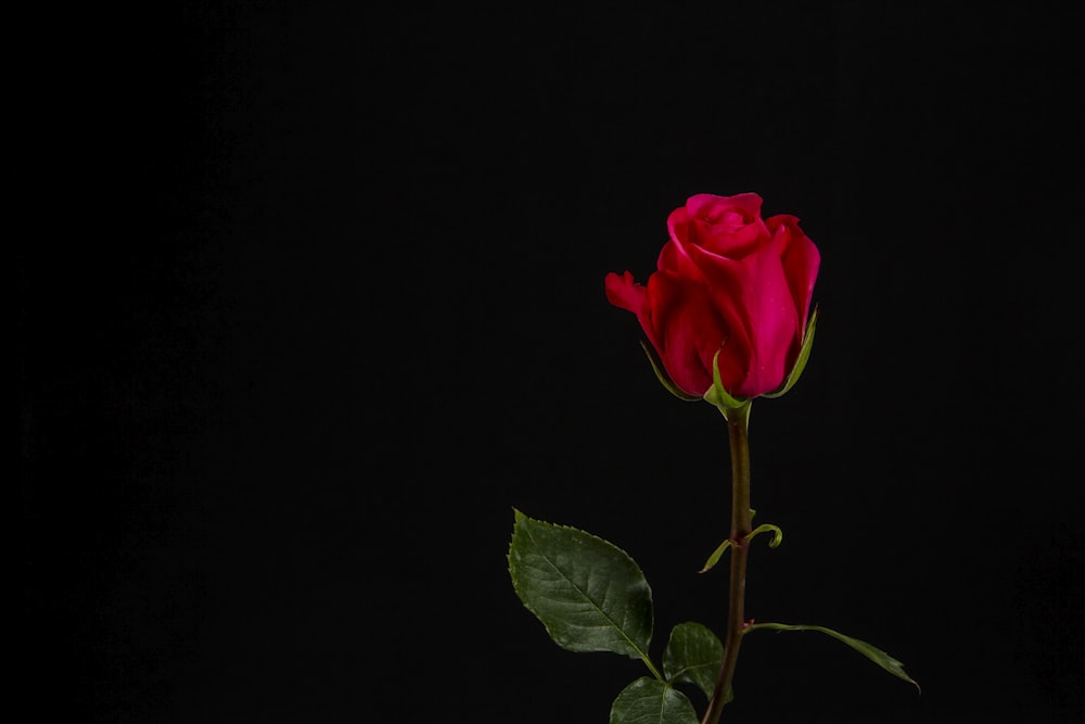 red rose with black background