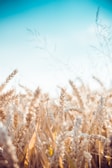 Close-up of golden wheat fields rippling under a clear Canadian sky.