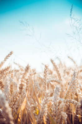 Close-up of golden wheat fields rippling under a clear Canadian sky.