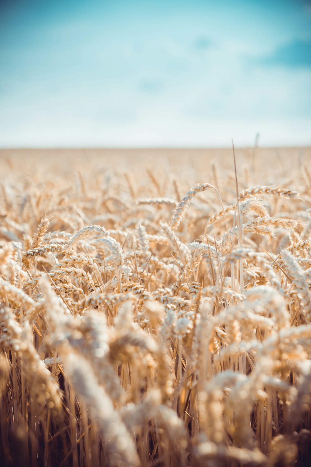 white grain field in shallow focus photography