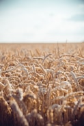 Field of ripe wheat under a clear blue sky at sunset.