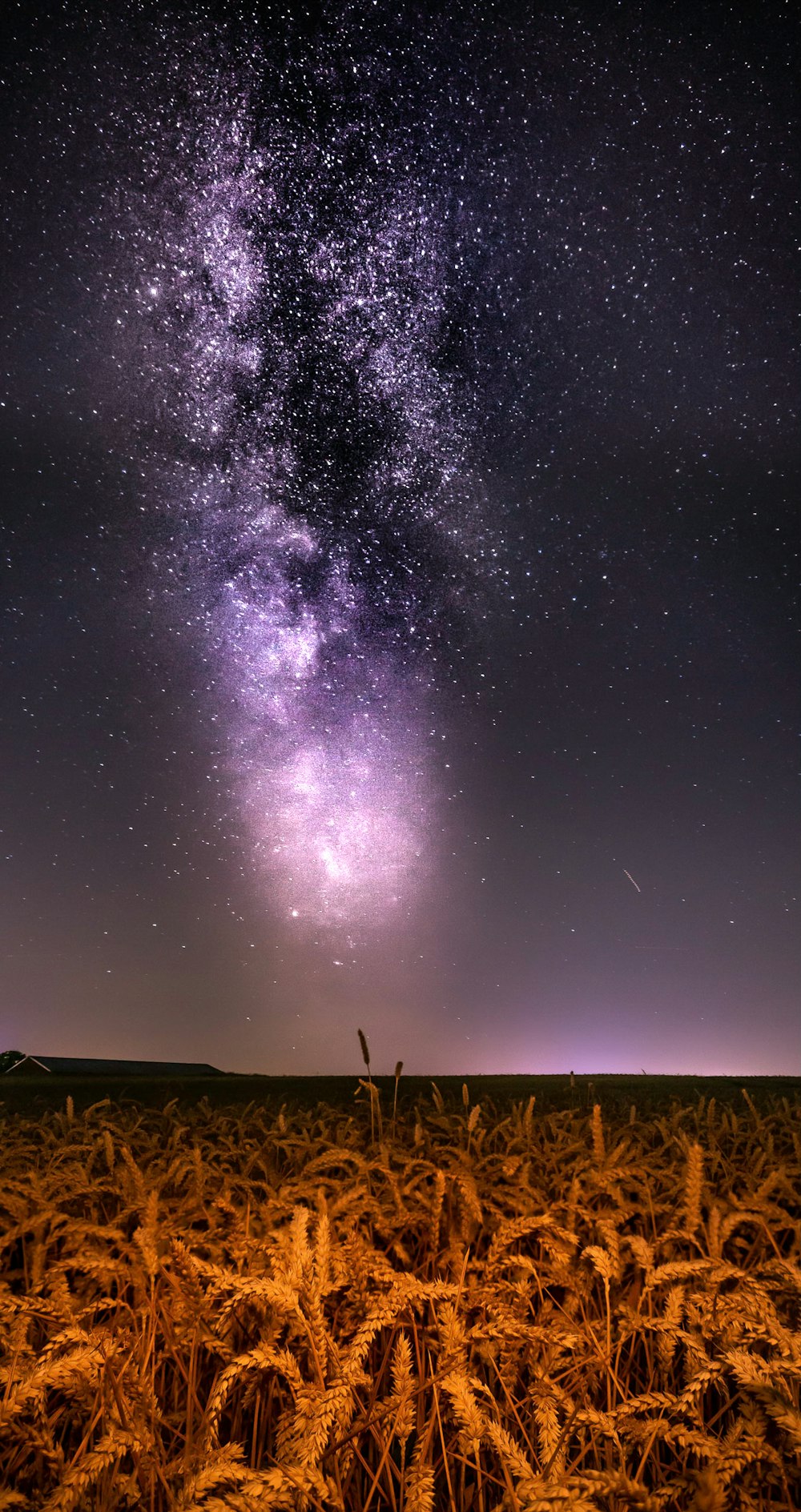 corn field