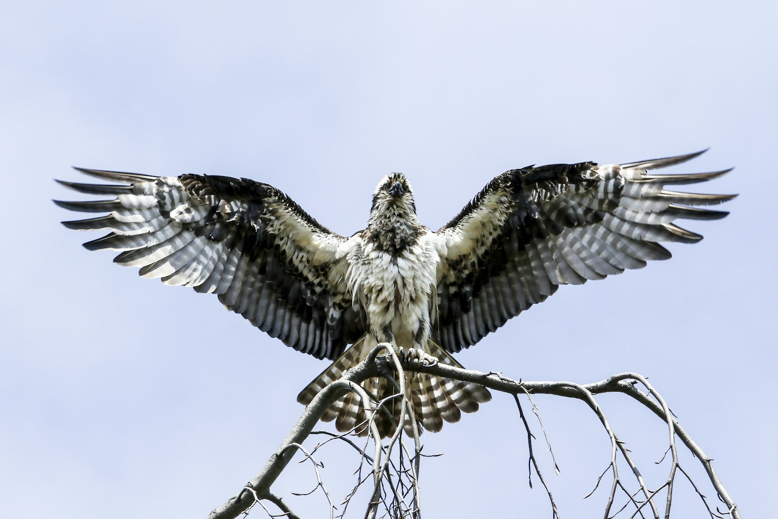 Canon EOS 7D Mark II + Canon EF 100-400mm F4.5-5.6L IS USM sample photo. Falcon on withered tree photography