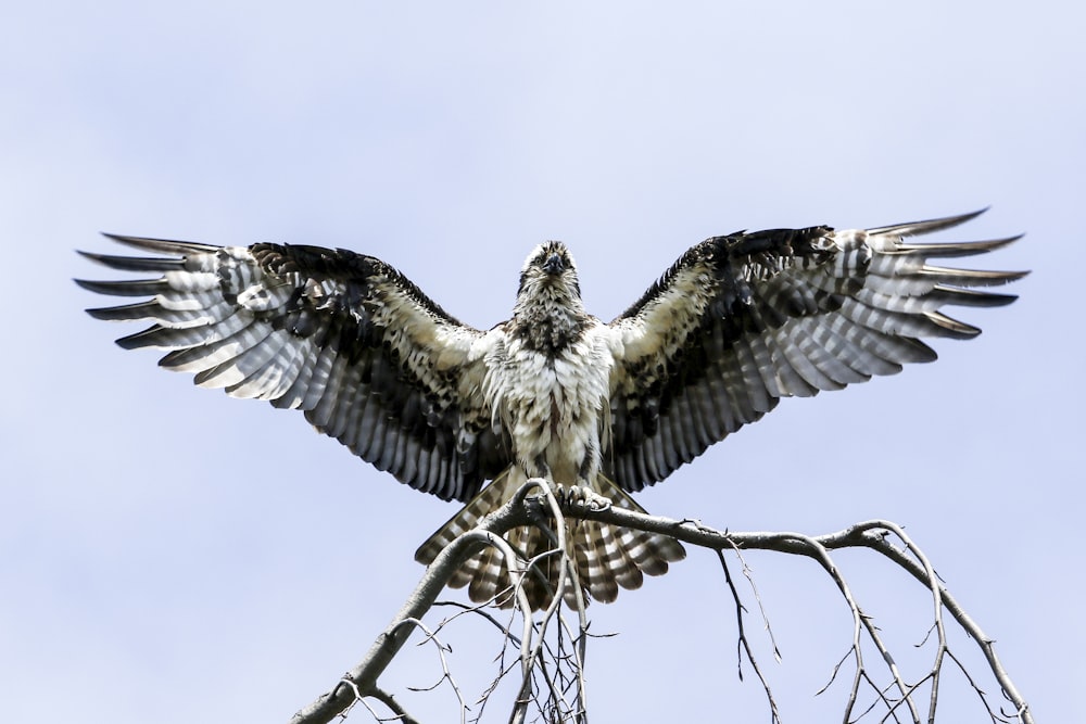 Falke auf verwelktem Baum