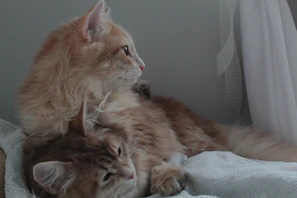 Two ragdoll cats curled up together on a cozy knitted throw, showcasing their gentle nature