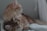 A cozy cat lounge with playful cats enjoying their time together.