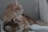 A cozy cat lounge with playful cats enjoying their time together.