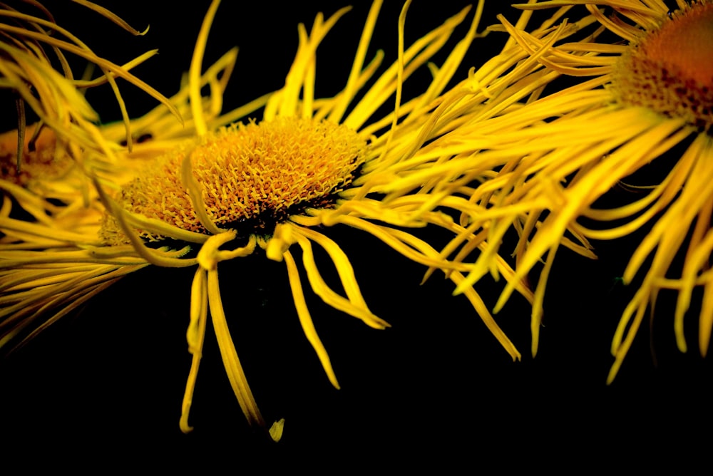 shallow focus photo yellow flower