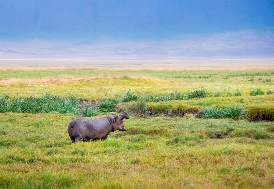 black animal standing on grass field during daytime