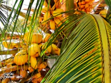 A group of farmers proudly holding fresh brown sugar coconuts in a lush plantation.