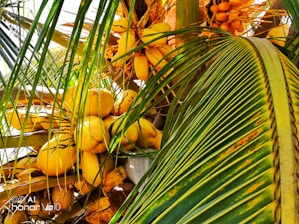 A vibrant coconut farm with lush green trees and ripe coconuts hanging.