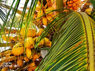 A cluster of coconuts harvested in India.