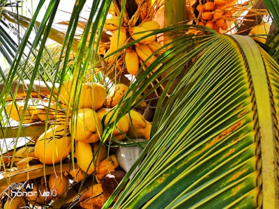 A vibrant coconut farm with lush green trees and ripe coconuts hanging.