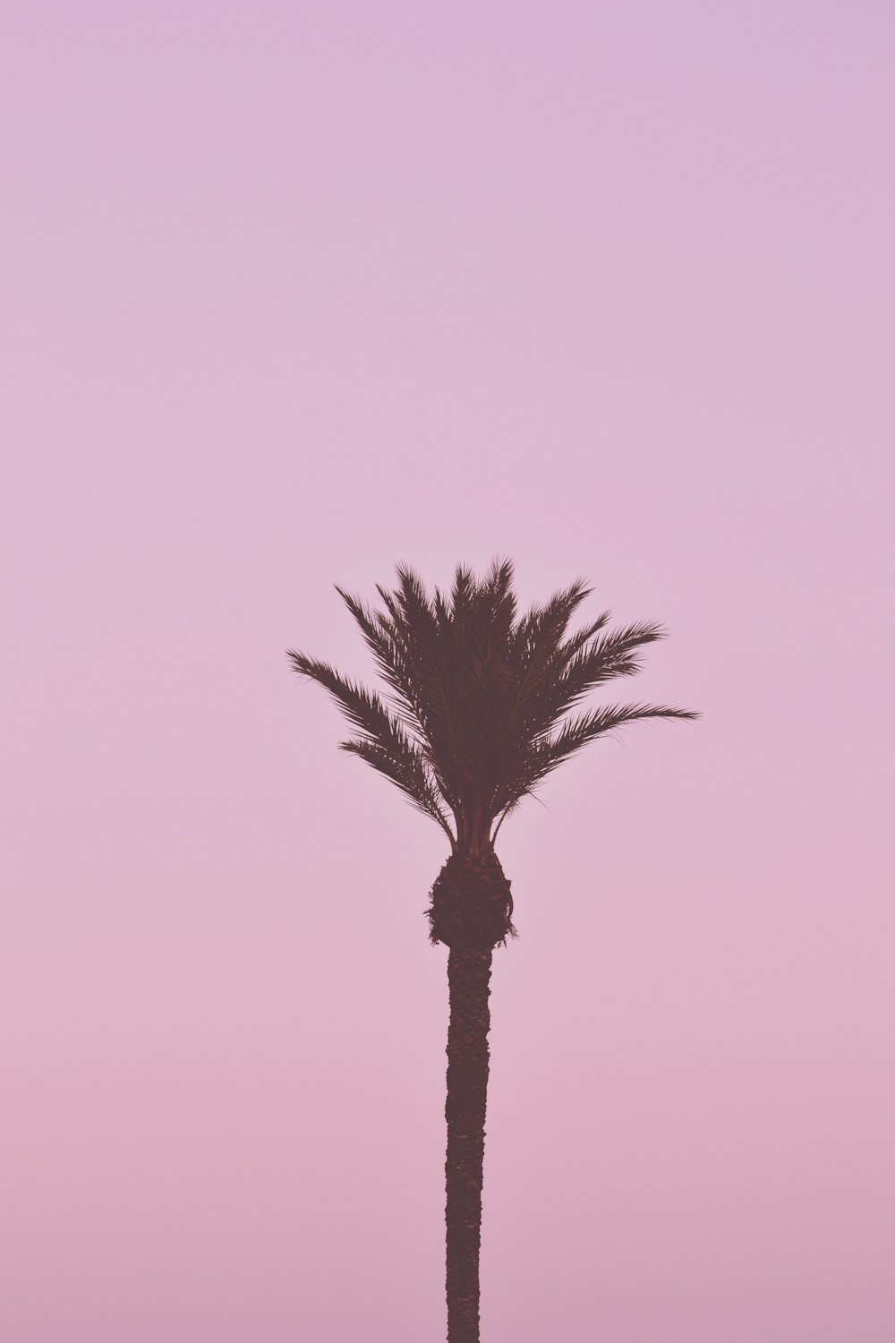 coconut tree isolated with pink background
