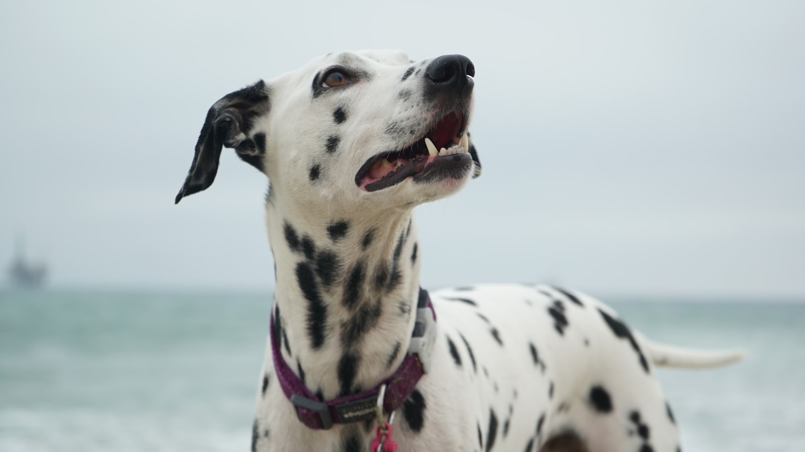 Sony FE 28-70mm F3.5-5.6 OSS sample photo. Adult dalmatian looking at photography