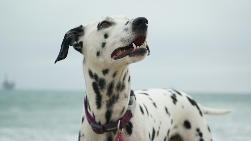 Happy Dalmatian at daycare