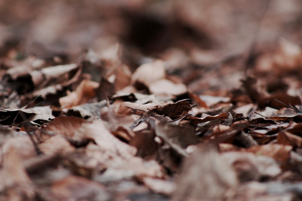 focus photography of dried leaves