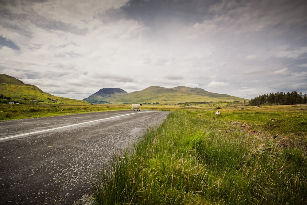 empty road between grass