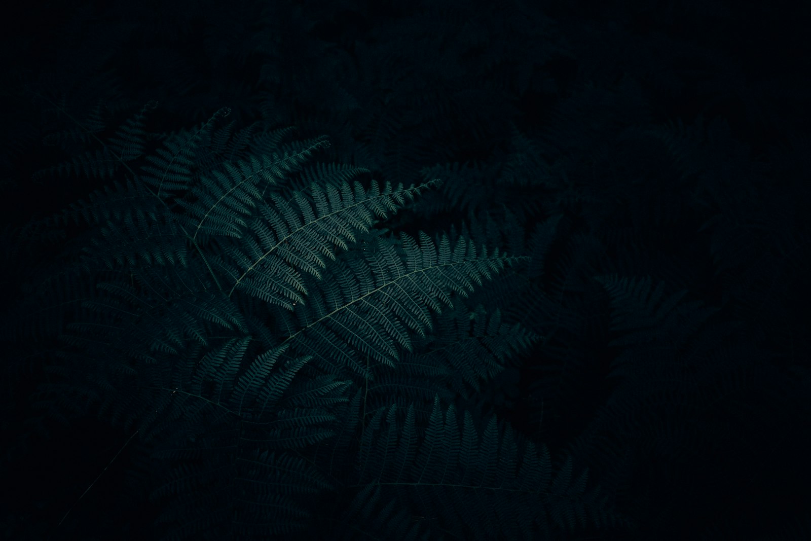 Canon EF 24mm F2.8 IS USM sample photo. Green fern plant photography