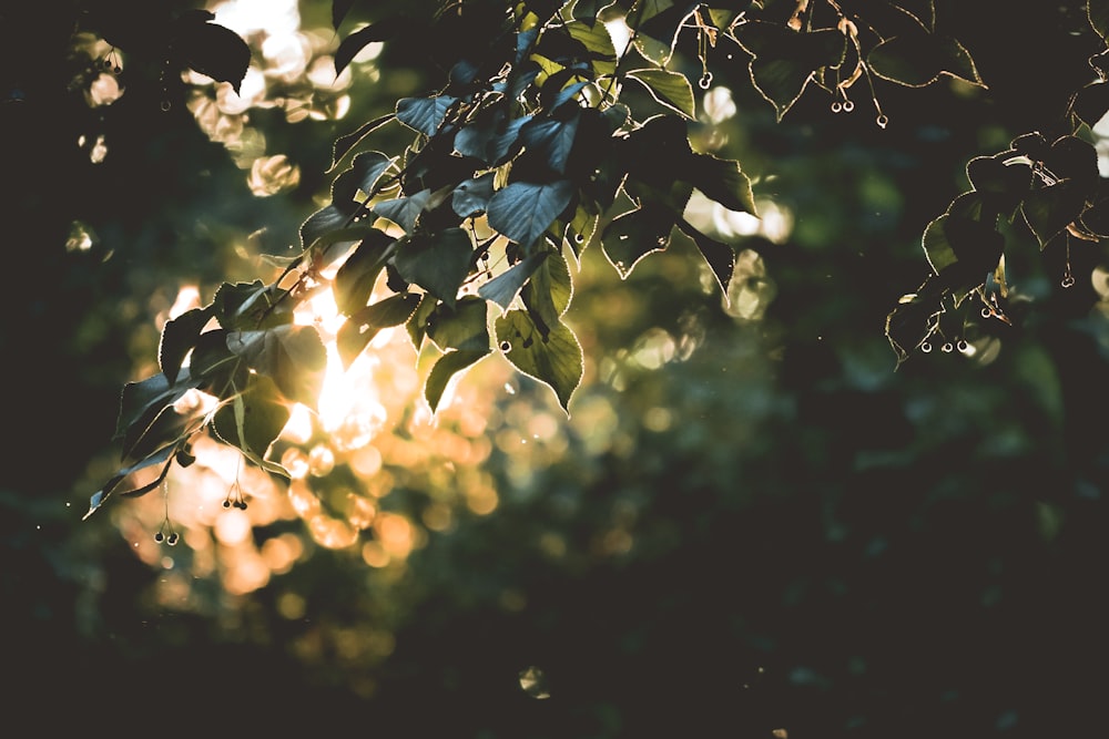 Fotografía de enfoque selectivo de árbol verde