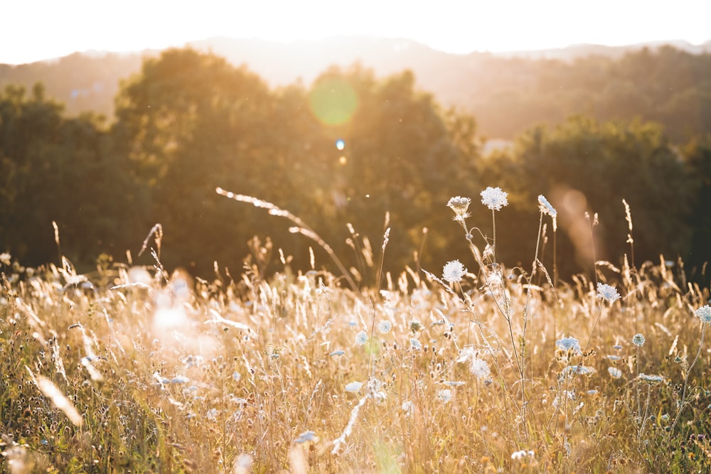 Photographie sélective des fleurs