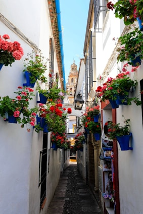 alley road between buildings