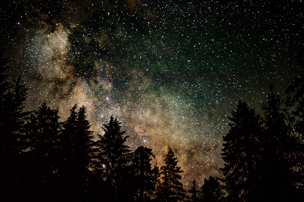 silhouette of tree under starry sky