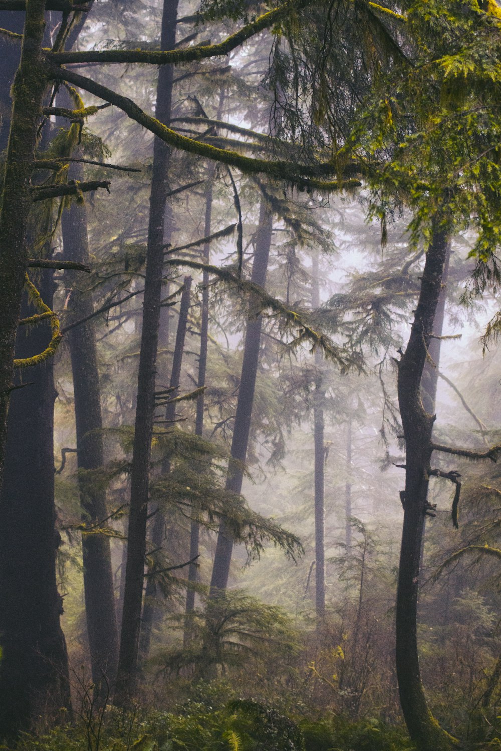 Vue aérienne d’arbres verts