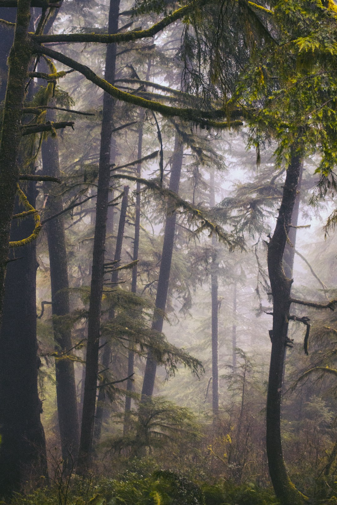 Forest photo spot Cape Meares Ecola State Park