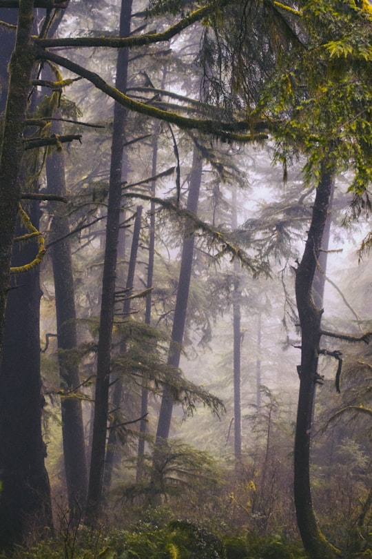 photo of Cape Meares Forest near Ecola State Park