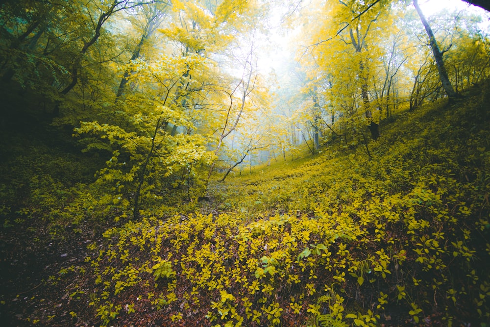 Scenario di erba verde e alberi