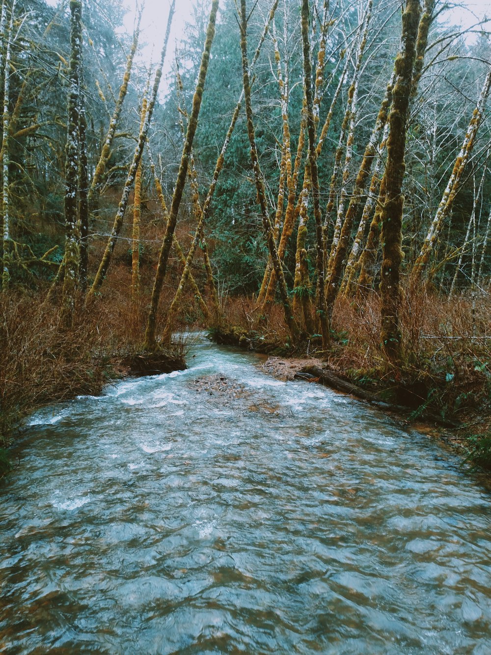 body of water between trees