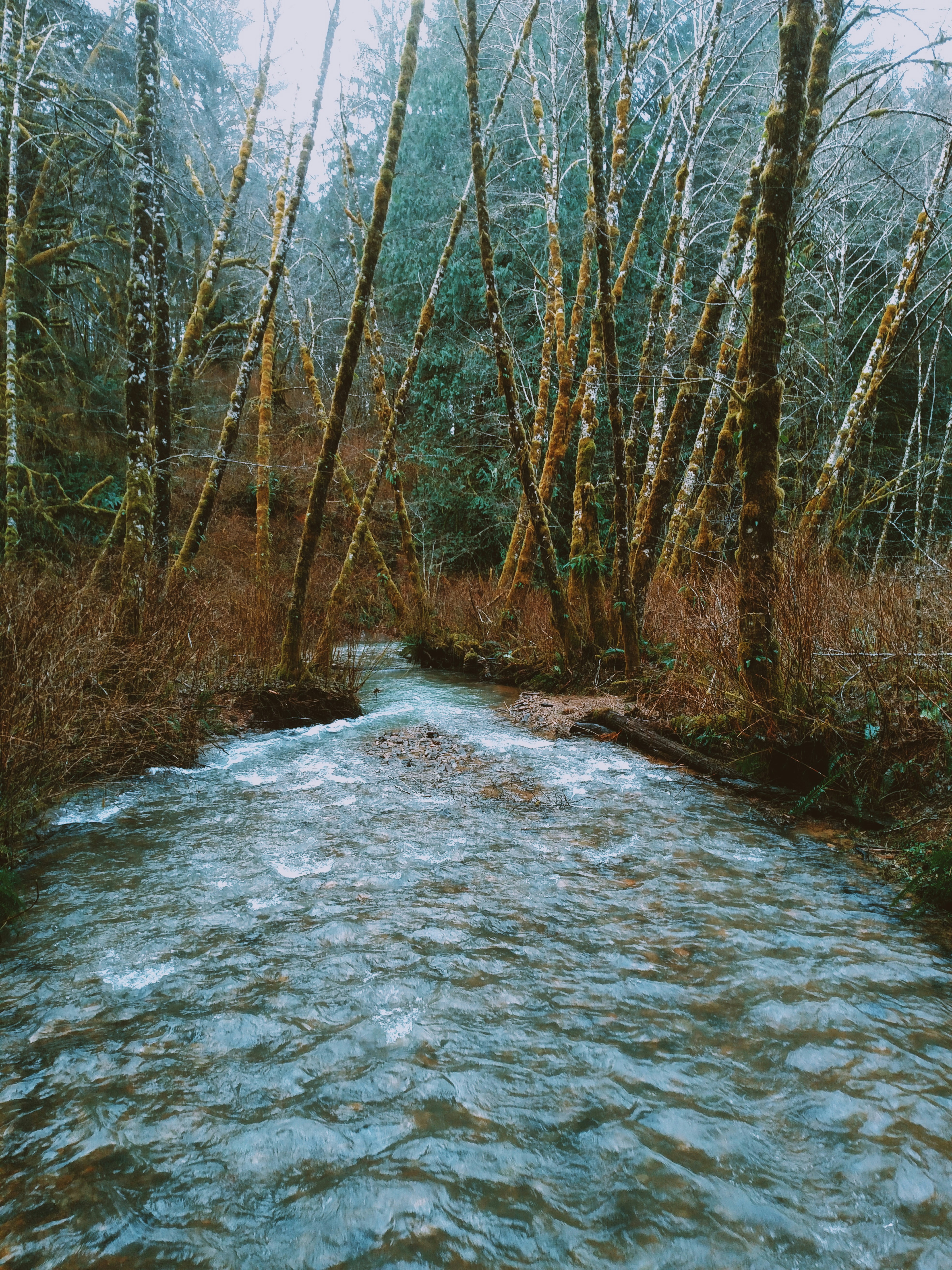 body of water between trees