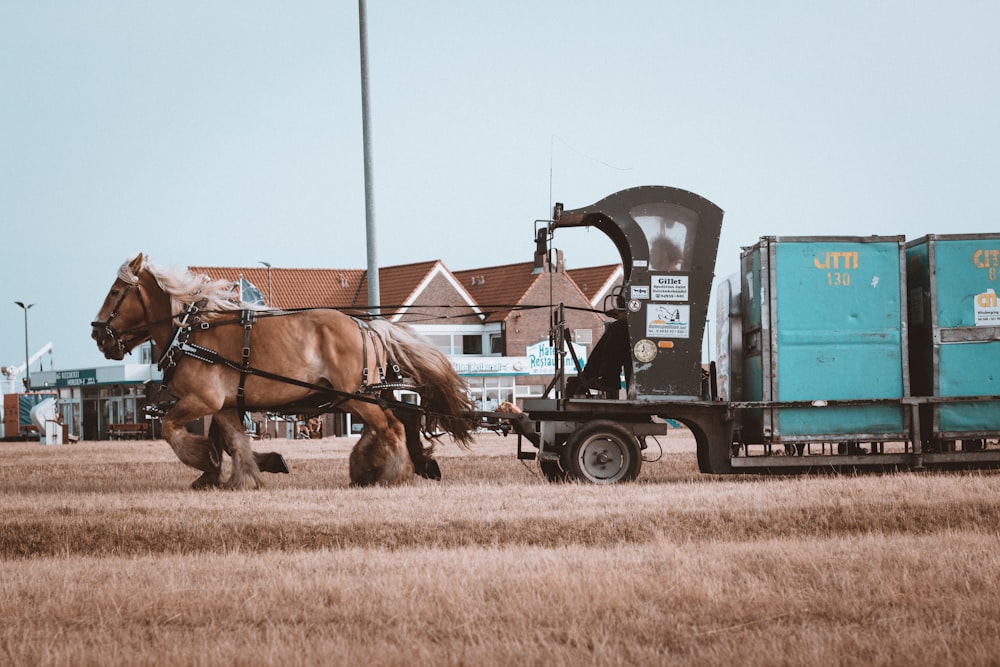 photo of brown horse on grass field