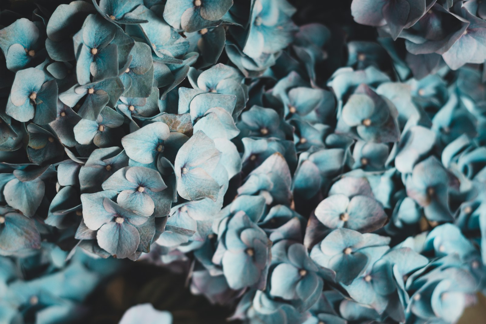 Canon EOS 70D sample photo. Teal petaled flower photography