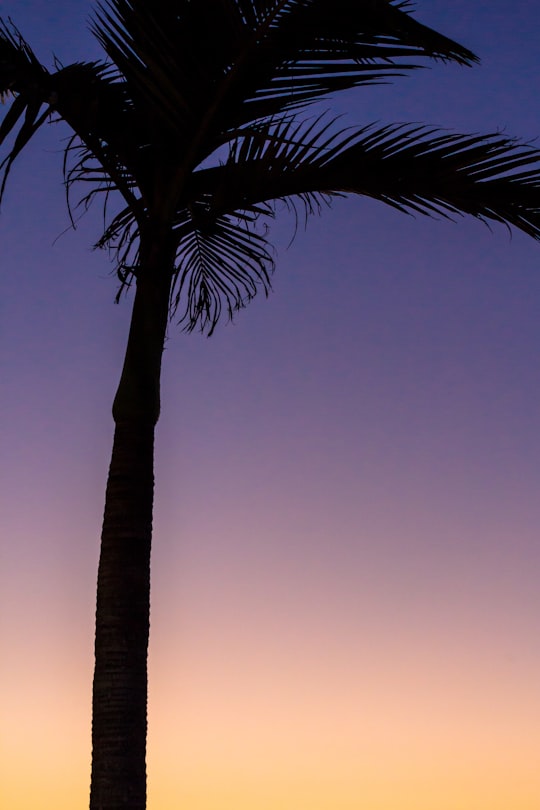 selective photography of tree in Hope Island Australia