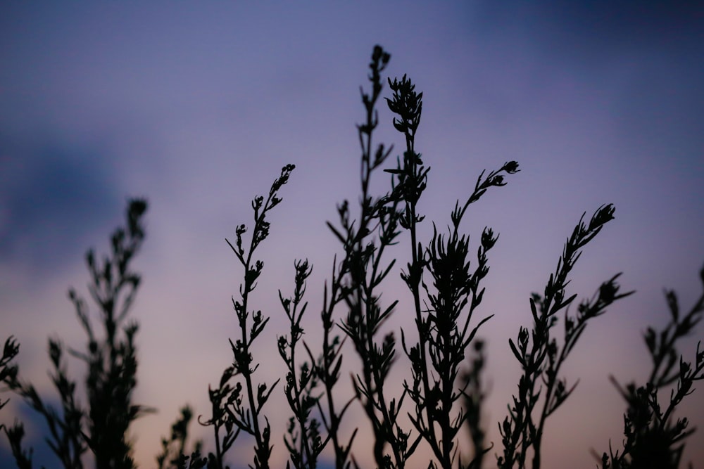 selective focus of plant