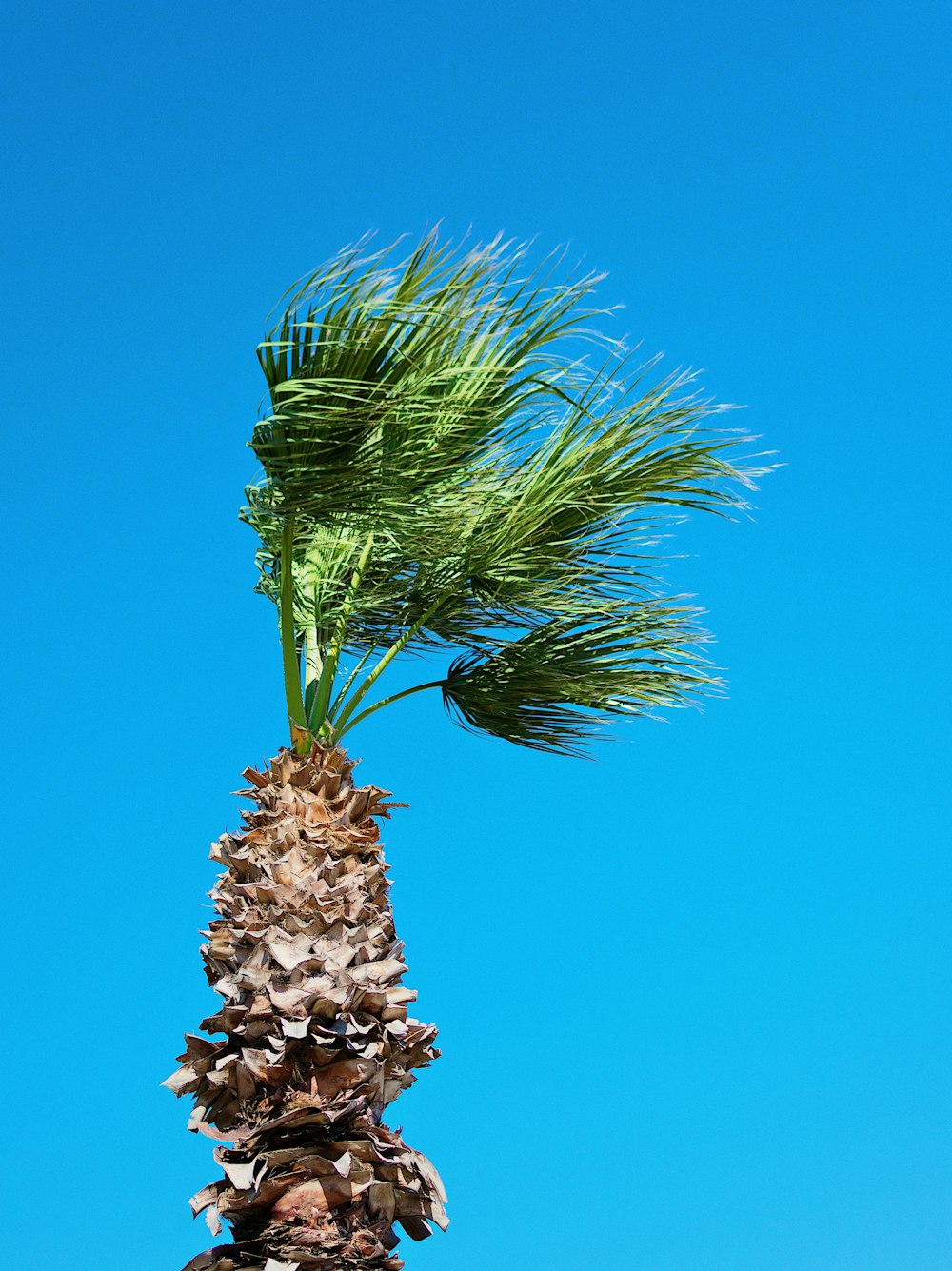 Grüne Palme unter blauem Himmel