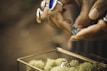 A pair of hands adorned with multiple rings is closely examining a gold ring with a large blue gemstone. The focus is on the detailed rings and the hands, with a blurred background and a glass container filled with green moss in the lower part of the image.